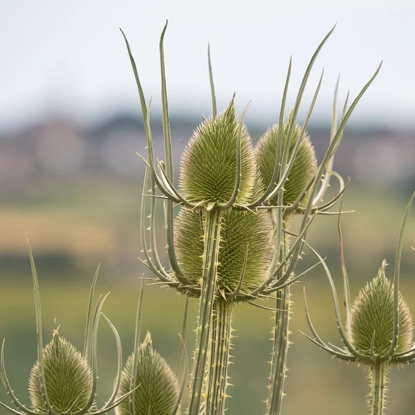 问鼎娱乐21点游戏